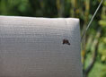 Balancelle Relax Smart stone Balancelle Relax Smart stone